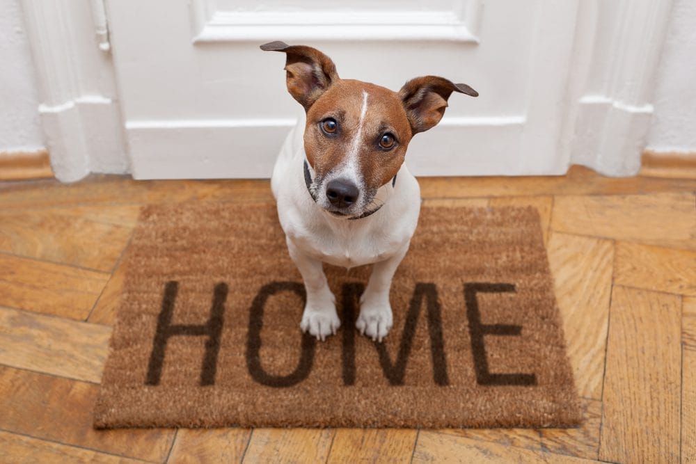 Navigating Pet Messes: Expert Advice from Lexington’s Top Cleaners - professional cleaning by Top Mops in Lexington, KY